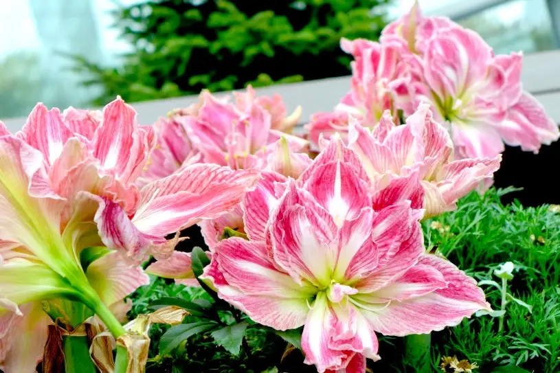 孤挺花什麼時候開花 孤挺花什麼時候開花