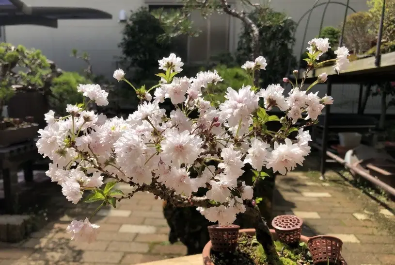 櫻花嫁接 櫻花嫁接