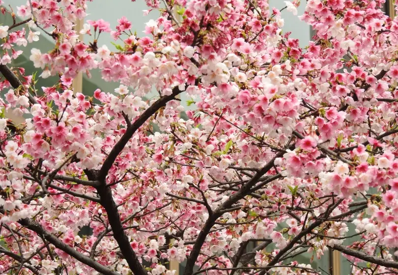 櫻花嫁接 櫻花嫁接