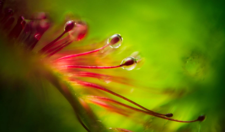 毛氈苔介質