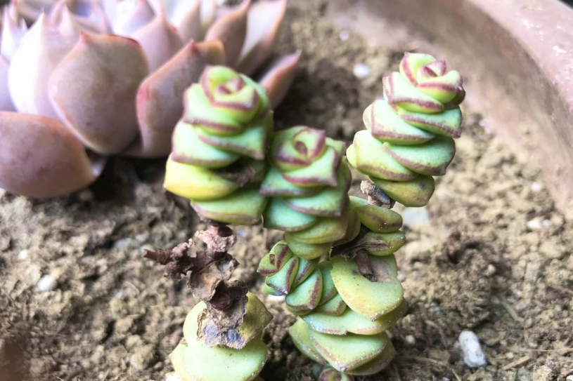綠珊瑚照顧