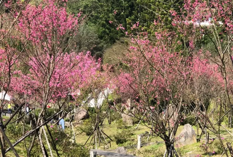 櫻花嫁接 櫻花嫁接
