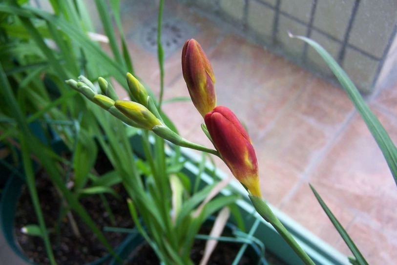 小蒼蘭送花
