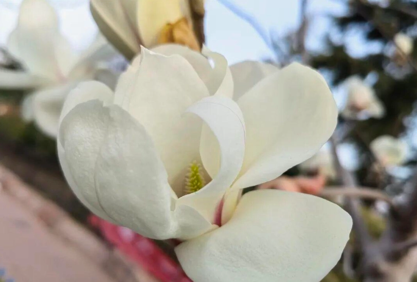 玉蘭花種植