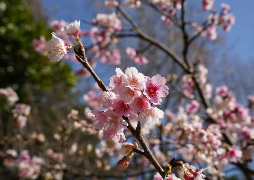 櫻花嫁接 櫻花嫁接