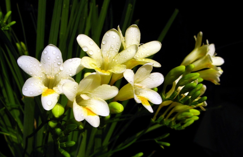 小蒼蘭送花