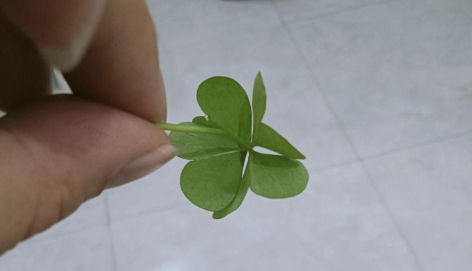 白花三葉草
