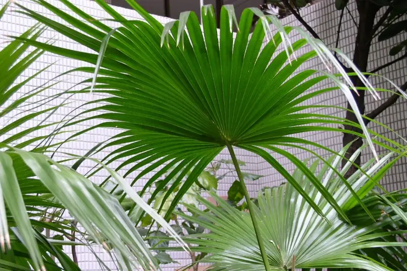 圓葉蒲葵澆水