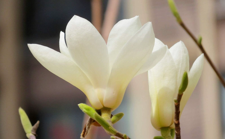 玉蘭花種植