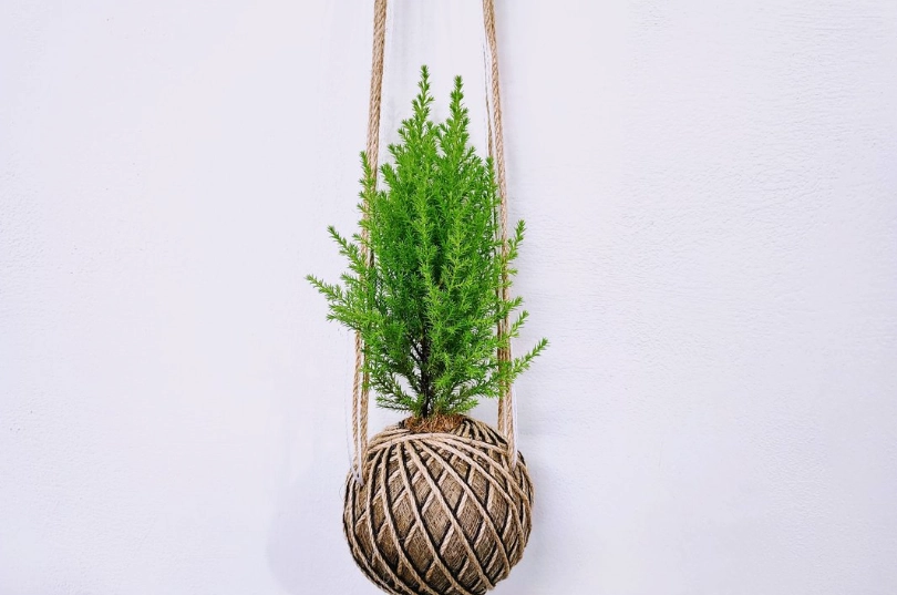 香冠柏盆栽照顧