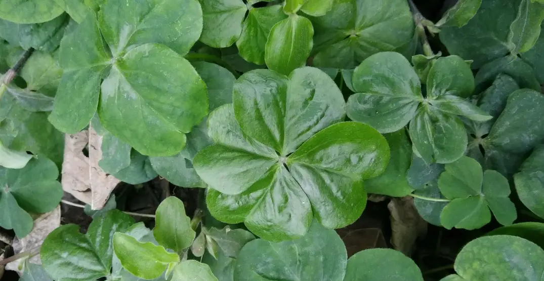 白花三葉草