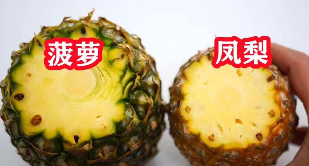 鳳梨籽可以種嗎