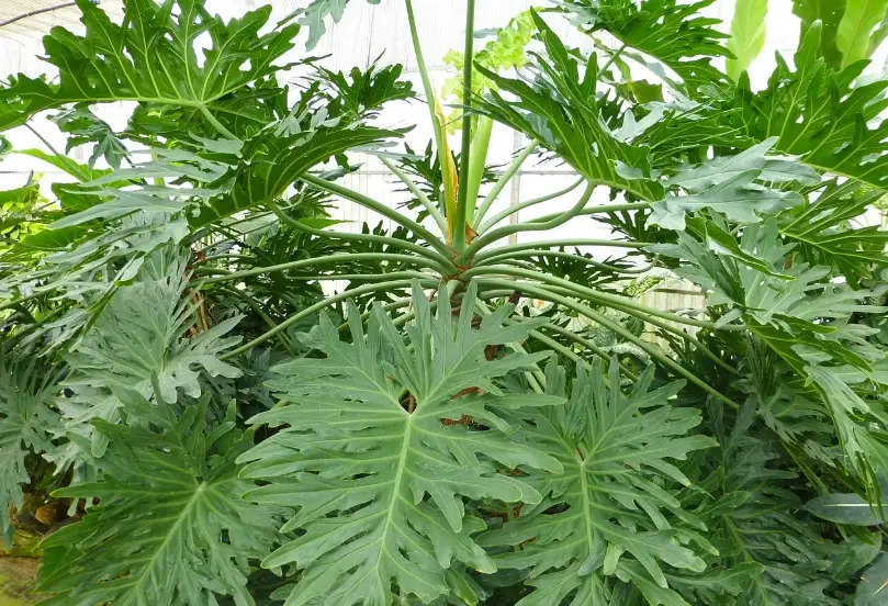 蔓綠絨澆水頻率