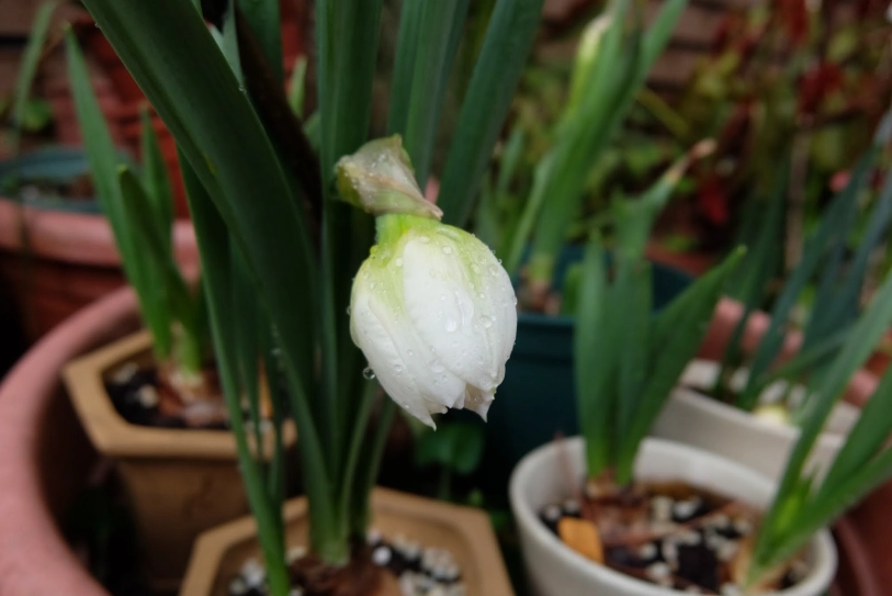 水仙球根種植方法 水仙球根種植方法