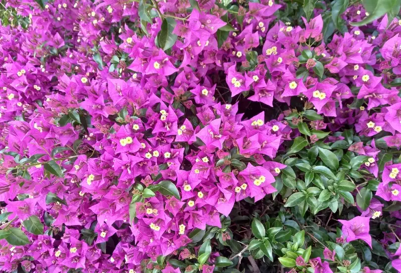 九重葛風水