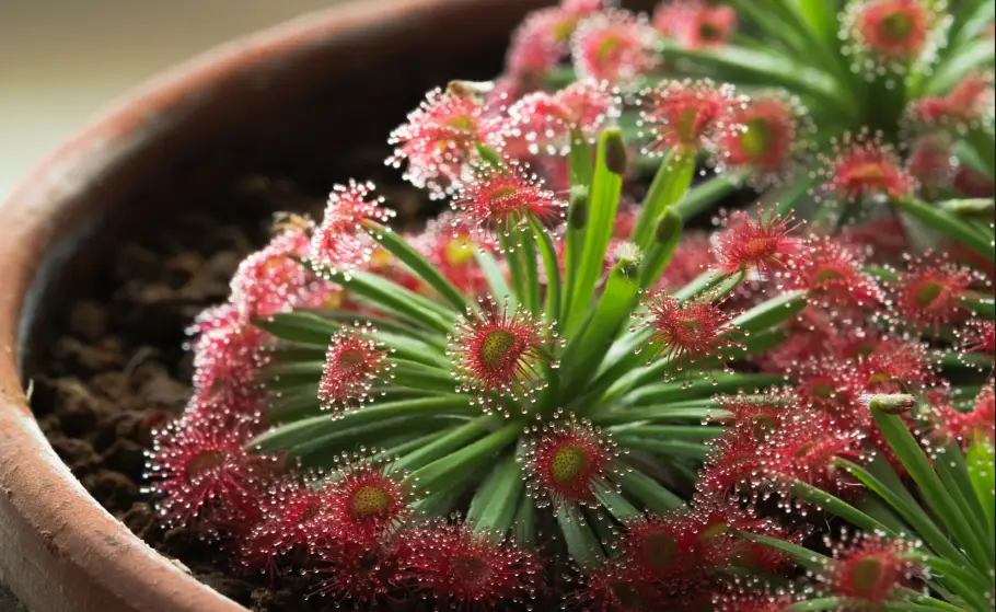 毛氈苔介質