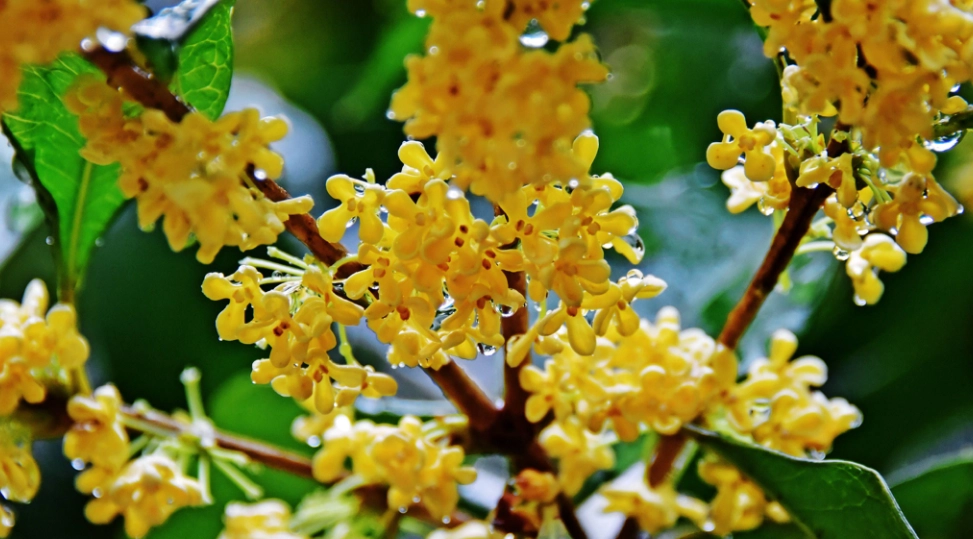 桂花不開花 桂花不開花