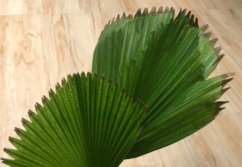 圓葉蒲葵澆水