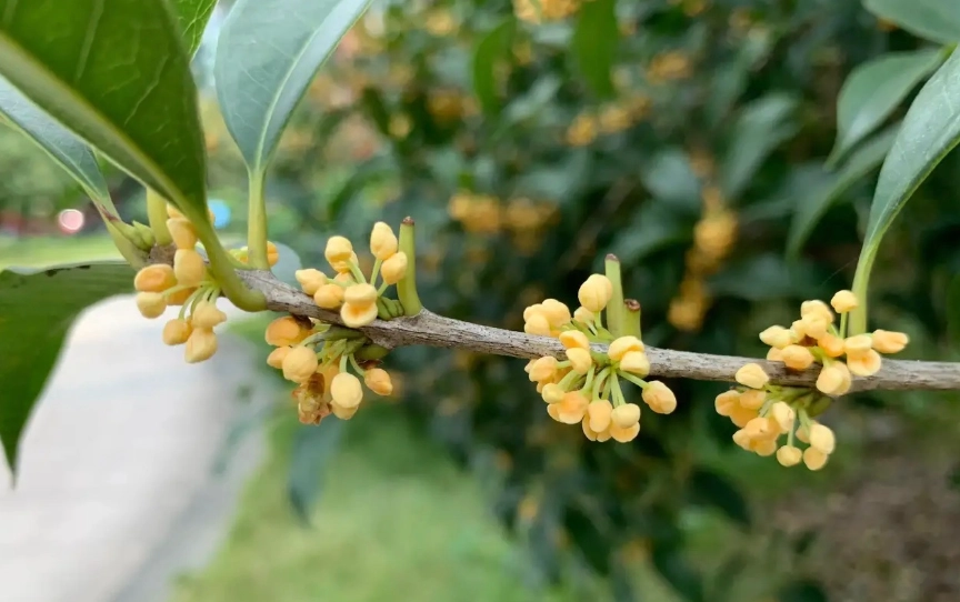 桂花修剪時機 桂花修剪時機