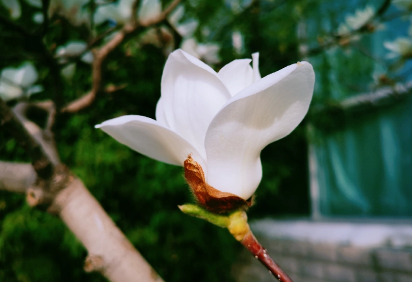 玉蘭花種植