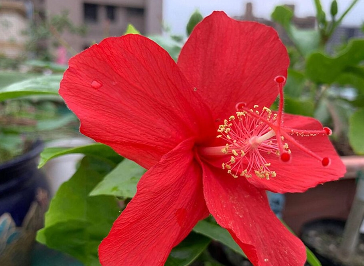 扶桑花種植