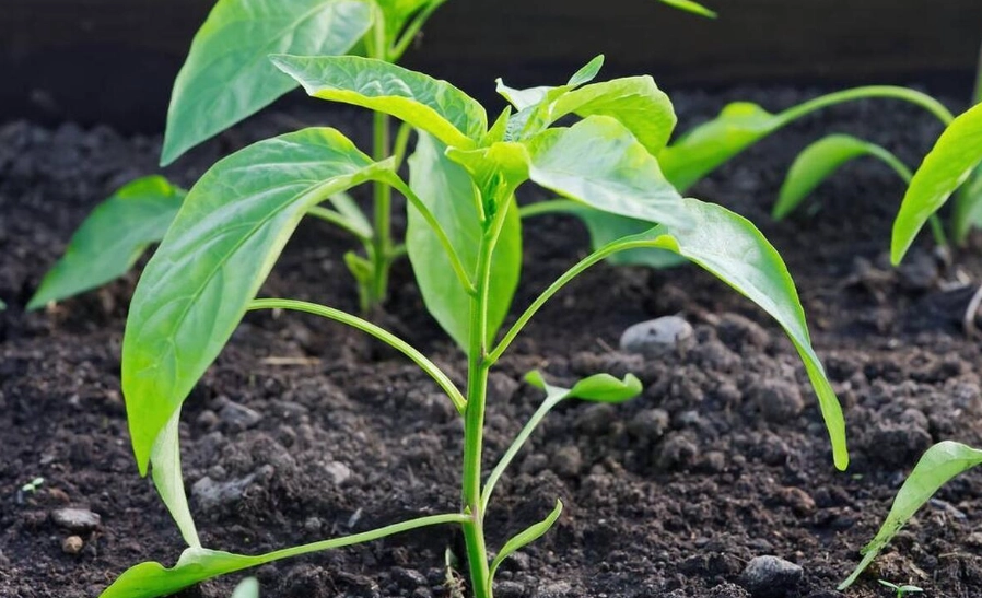 辣椒盆栽種植 辣椒盆栽種植