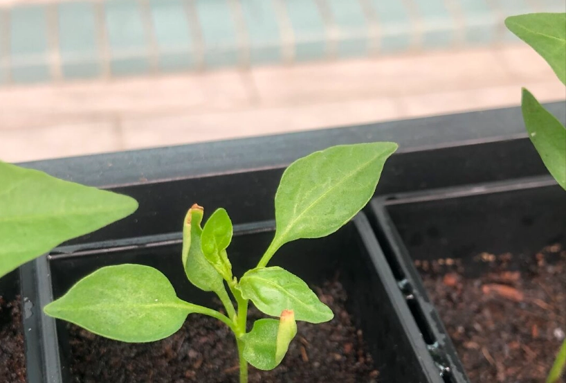 辣椒怎麼種：陽台也能收成的實作筆記，避開5個新手坑