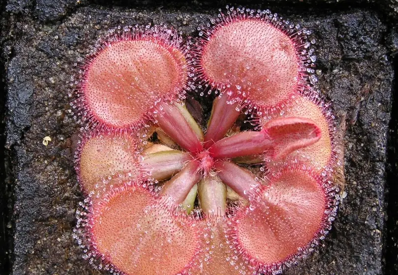 毛氈苔照顧