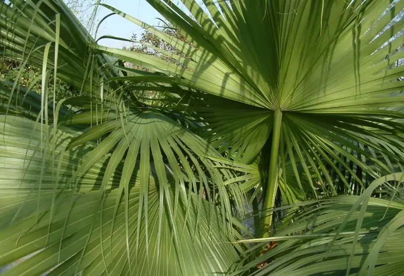 圓葉蒲葵澆水