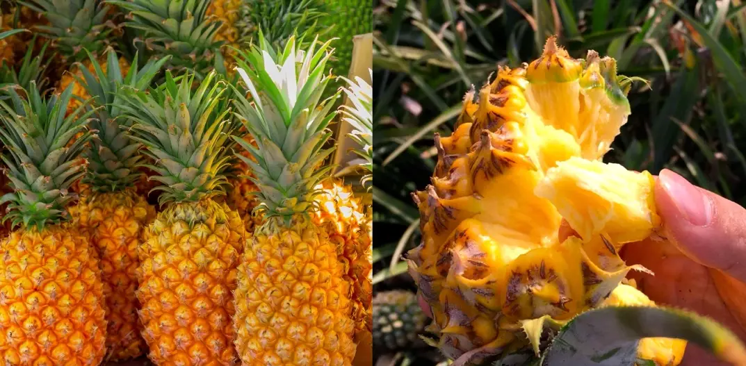 鳳梨有籽嗎