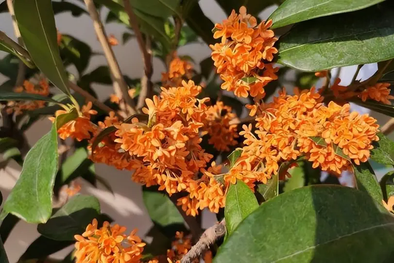桂花不開花 桂花不開花