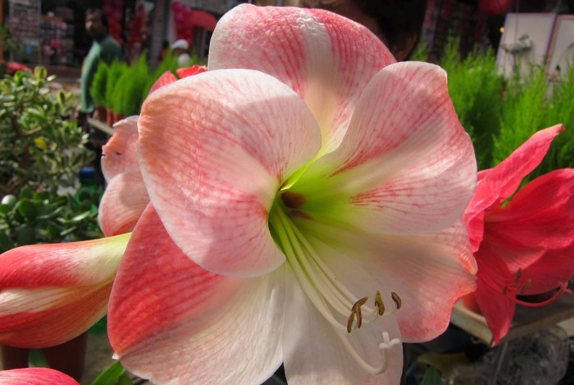 孤挺花什麼時候開花 孤挺花什麼時候開花