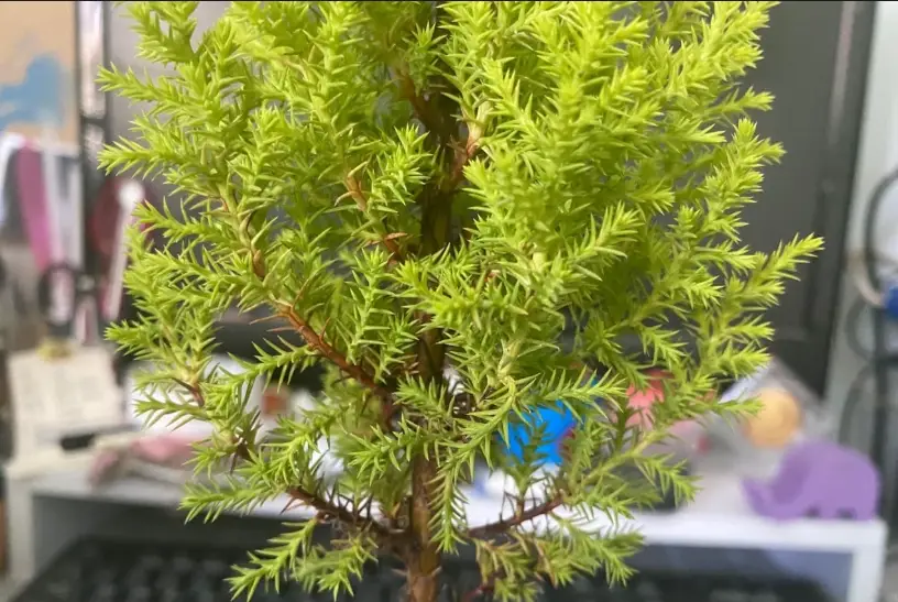 香冠柏擺放位置