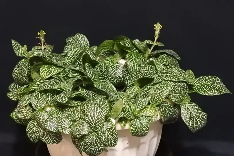 白網紋草照顧