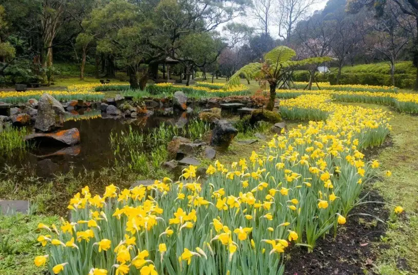 水仙球根種植方法 水仙球根種植方法