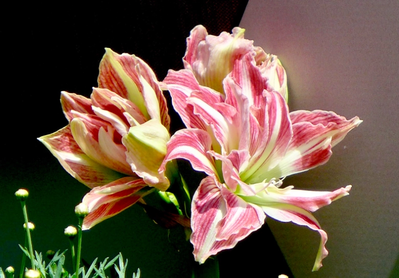孤挺花不開花 孤挺花不開花