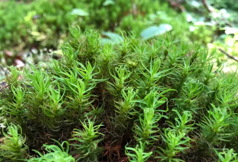 毛氈苔介質