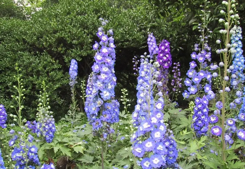 小飛燕草花語