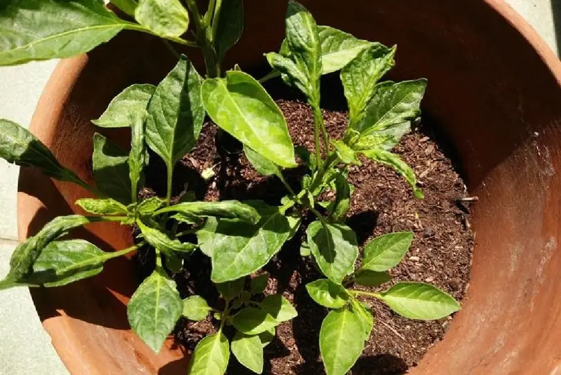 辣椒盆栽種植 辣椒盆栽種植