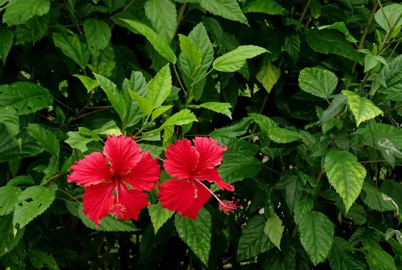 扶桑花種植