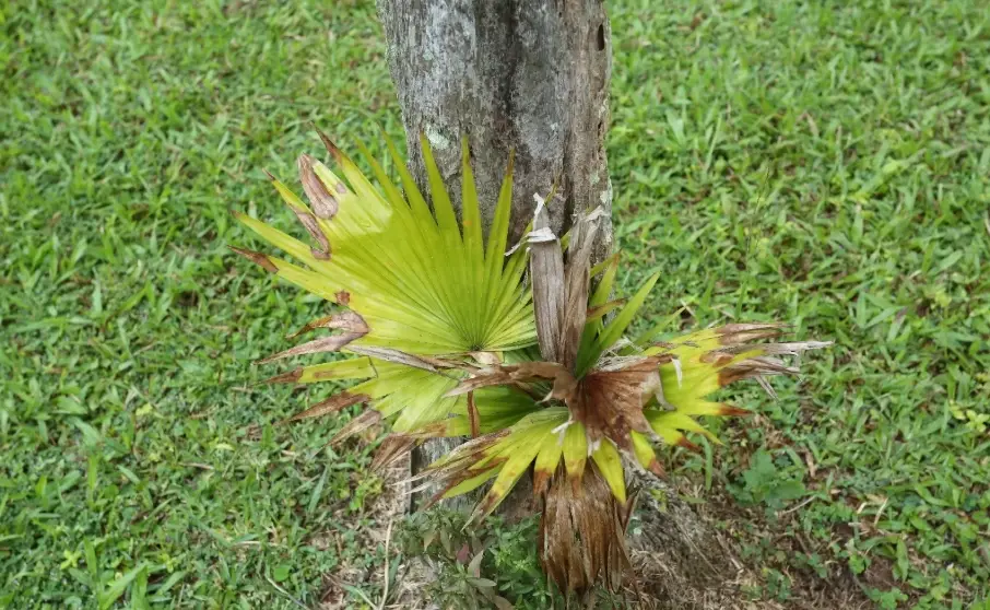 圓葉蒲葵葉尖焦黃