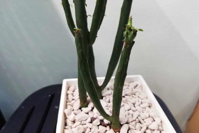 綠珊瑚照顧