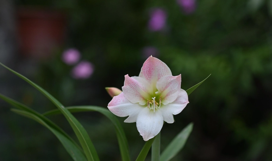 孤挺花不開花 孤挺花不開花