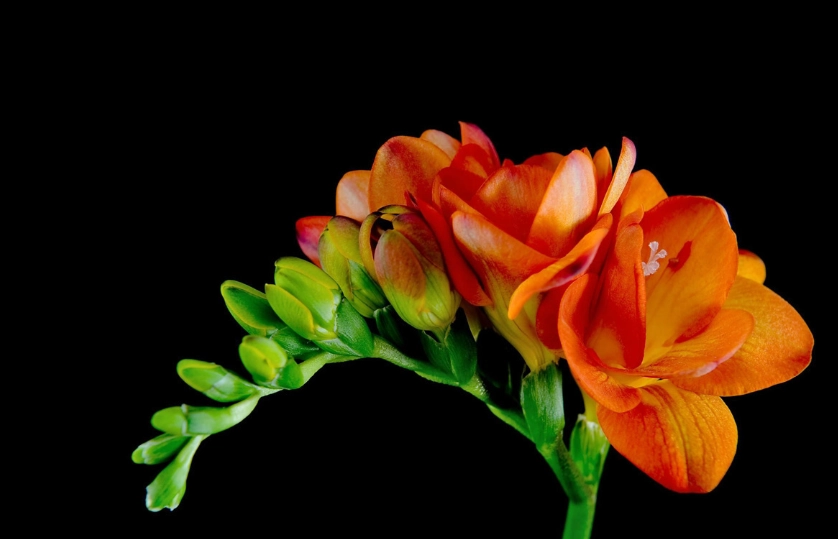 小蒼蘭送花
