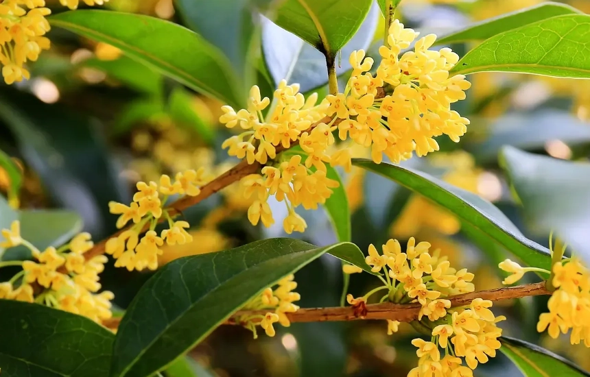 桂花不開花 桂花不開花
