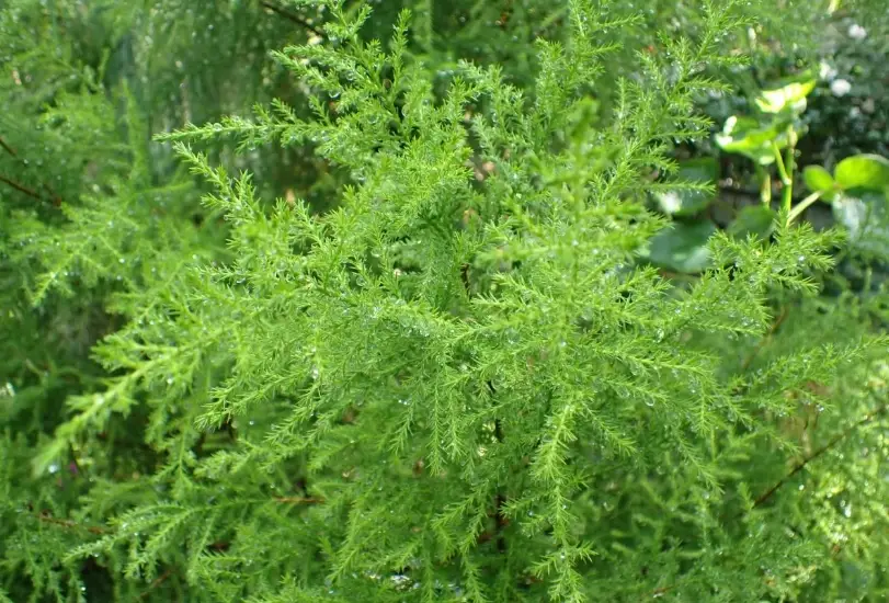 香冠柏盆栽照顧