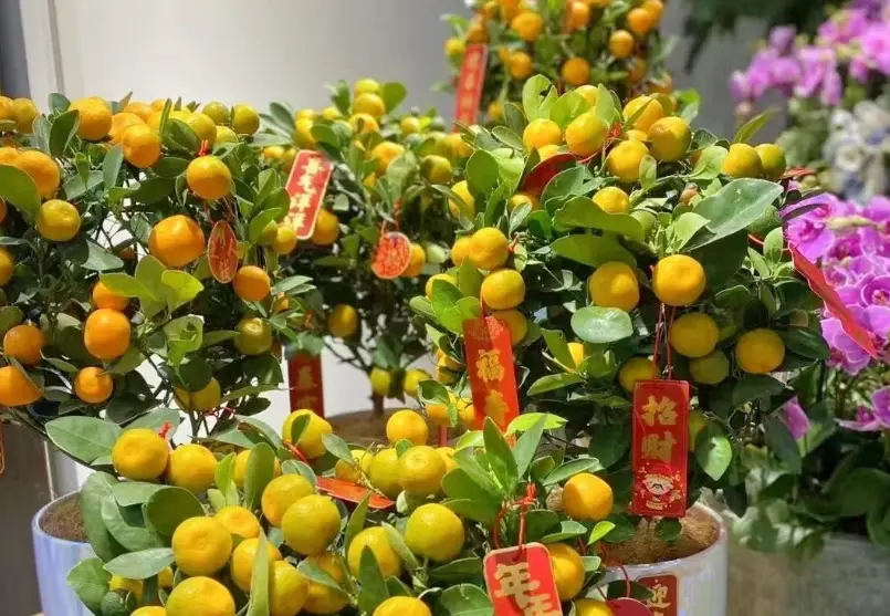 橘子盆栽掉葉子