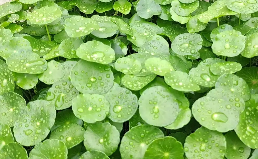 銅錢草葉子發黃 銅錢草葉子發黃