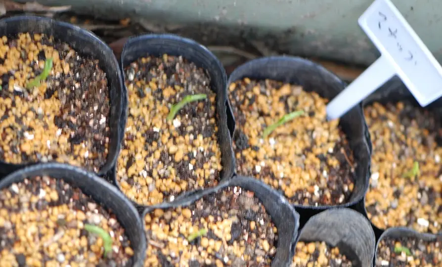 綠豆種植方法 綠豆種植方法