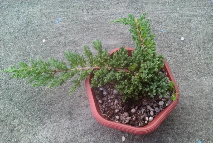 珍珠柏葉子變黃